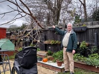'Dangerous' tree issue unresolved as council 'can't trace' landowner